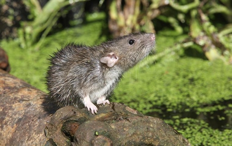 A rat standing on a stone